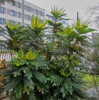 Mahonie prostřední 'Winter Sun'