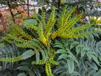 Mahonie prostřední 'Winter Sun' (Mahonia x media)