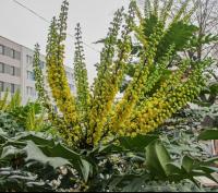 Mahonie prostřední 'Winter Sun' (Mahonia x media)