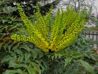 Mahonie prostřední 'Winter Sun' (Mahonia x media)