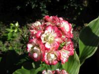 Pelargónie páskatá 'Appleblossom Rosebud' (Pelargonium zonale)