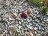 Česnek kulatohlavý (Allium sphaerocephalon)