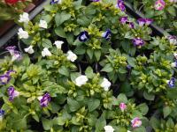 Torenie Fournierova (Torenia fournieri)