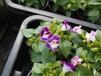 Torenie Fournierova (Torenia fournieri)