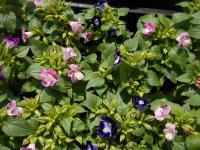 Torenie Fournierova (Torenia fournieri)