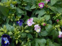 Torenie Fournierova (Torenia fournieri)