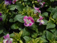 Torenie Fournierova (Torenia fournieri)