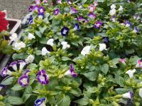 Torenie Fournierova (Torenia fournieri)