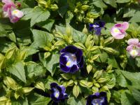 Torenie Fournierova (Torenia fournieri)