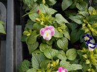 Torenie Fournierova (Torenia fournieri)