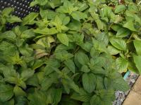 Otočník stromovitý (Heliotropium arborescens)