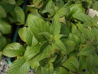 Otočník stromovitý (Heliotropium arborescens)