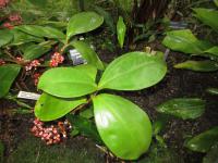 Medinila (Medinilla succulenta)