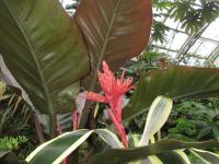 Echmea pruhovaná 'Felice' (Aechmea fasciata)