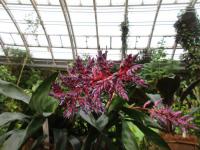 Echmea pruhovaná 'Blue Rain' (Aechmea fasciata)