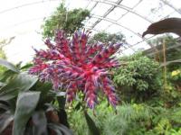 Echmea pruhovaná 'Blue Rain' (Aechmea fasciata)