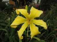 Denivka 'Ben Bachman' (Hemerocallis)