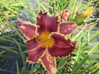 Denivka 'Oklahoma Sand Burr' (Hemerocallis)