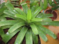 Vrísea (Vriesea fenestralis)