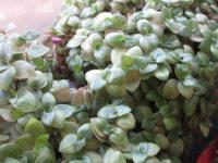 Kalisie (Callisia repens)