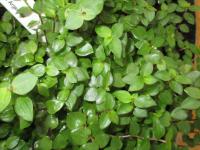 Kalisie (Callisia repens)