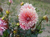 Jiřinka 'Mrs Swanee Hunt' (Dahlia)