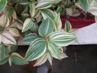 Podeňka visutá (Tradescantia zebrina)