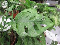 Monstera