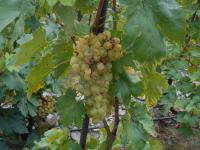 Réva vinná 'Áron'