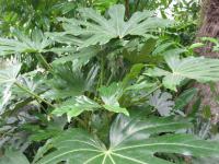 Prodara japonská (Fatsia japonica)