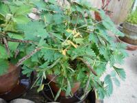 Citlivka stydlivá (Mimosa pudica)