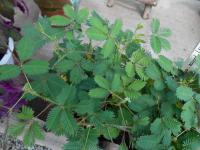 Citlivka stydlivá (Mimosa pudica)