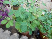 Citlivka stydlivá (Mimosa pudica)