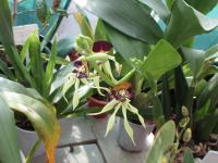 Prosthechea (Prosthechea cochleata)