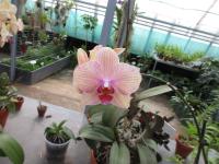 Falenopsis (Phalaenopsis)