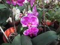 Falenopsis (Phalaenopsis)