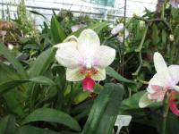 Falenopsis (Phalaenopsis)