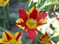 Tulipán 'Colour Spectacle' - Mnohokvěté tulipány (Tulipa)