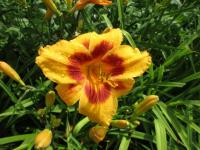 Denivka 'Black Eyed Susan' (Hemerocallis)