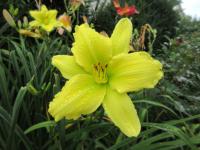Denivka 'Green Flutter' (Hemerocallis)