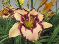 Denivka 'Caesar Augustus' (Hemerocallis)