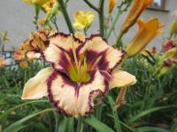 Denivka 'Caesar Augustus' (Hemerocallis)