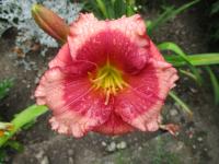 Denivka 'Dragons Eye' (Hemerocallis)