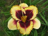 Denivka 'Eye on America'