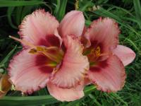 Denivka 'Forsyth Myra Dolores' (Hemerocallis)