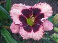 Hemerocallis  'Jammin with Jane' - denivka