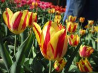Tulipán 'Helmar' - Triumph tulipány