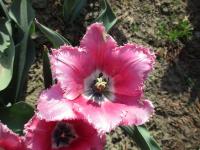 Tulipán 'Lavender Dream' - Třepenité tulipány (Tulipa)