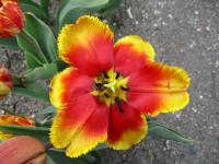 Tulipán 'Palmares' - Třepenité tulipány (Tulipa)