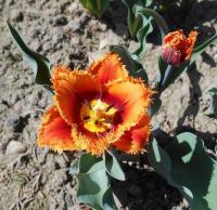 Tulipán 'Palmares' - Třepenité tulipány (Tulipa)